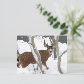 Deer Buck in Snow Briefkaart (Staand voorkant)