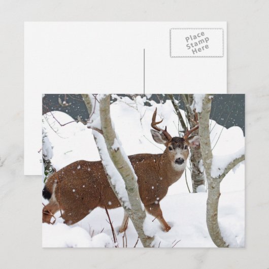Deer Buck in Snow Briefkaart (Voorkant / Achterkant)