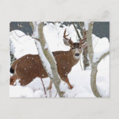 Deer Buck in Snow Briefkaart (Voorkant)