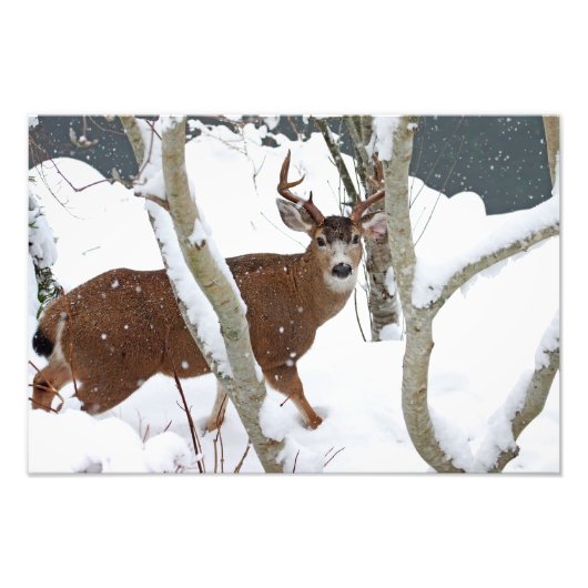 Deer Buck in Snow Foto Afdruk (Voorkant)