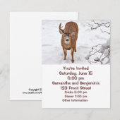 Deer Buck in Winter Snow Kaart (Voorkant / Achterkant)