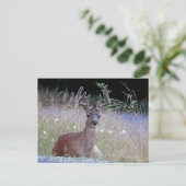 Deer Buck Lying Down Briefkaart (Staand voorkant)