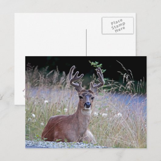 Deer Buck Lying Down Briefkaart (Voorkant / Achterkant)