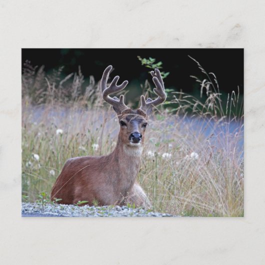 Deer Buck Lying Down Briefkaart (Voorkant)