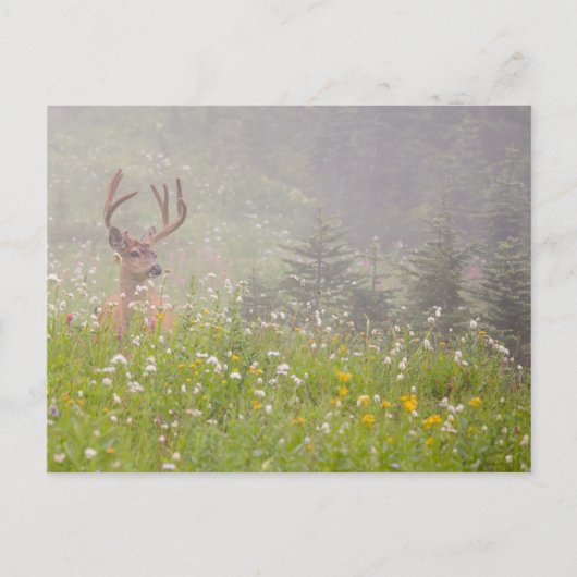 Deer Buck | Nationaal park Mount Rainier Briefkaart (Voorkant)