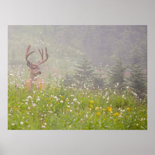 Deer Buck | Nationaal park Mount Rainier Poster (Voorkant)