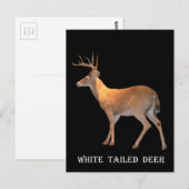 Deer (Buck) White-Tailed Briefkaart (Voorkant / Achterkant)