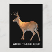 Deer (Buck) White-Tailed Briefkaart (Voorkant)