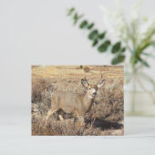 Deer, buck, wildlife, briefkaart (Staand voorkant)