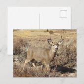 Deer, buck, wildlife, briefkaart (Voorkant / Achterkant)