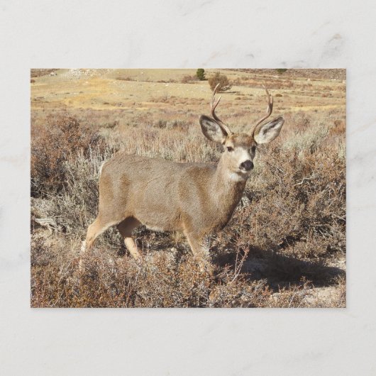 Deer, buck, wildlife, briefkaart (Voorkant)