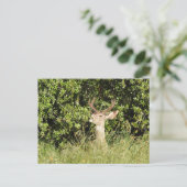 Deer, buck, wildlife, briefkaart (Staand voorkant)