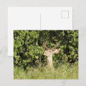 Deer, buck, wildlife, briefkaart (Voorkant / Achterkant)