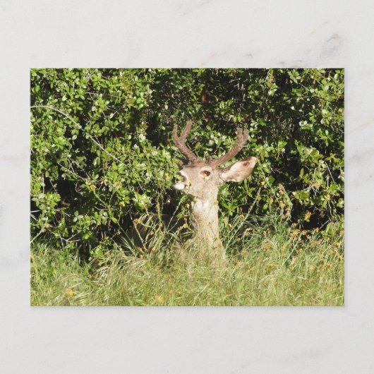 Deer, buck, wildlife, briefkaart (Voorkant)