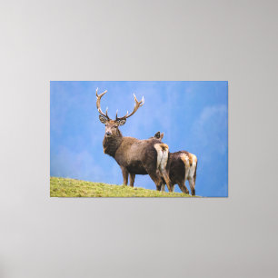 Deer Canvas Afdruk