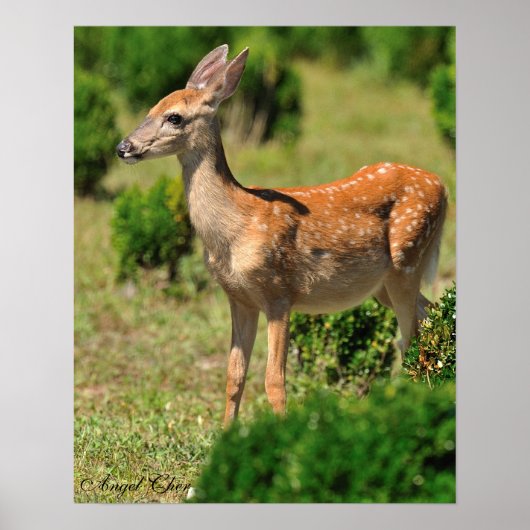 Deer, Chase the Fawn in the Sunlight Poster (Voorkant)