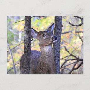 Deer Close-up Briefkaart