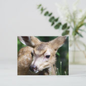Deer Closeup Briefkaart (Staand voorkant)