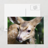 Deer Closeup Briefkaart (Voorkant / Achterkant)
