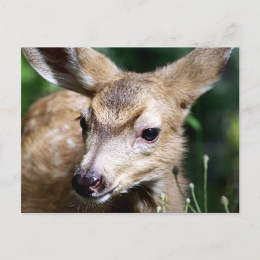 Deer Closeup Briefkaart (Voorkant)