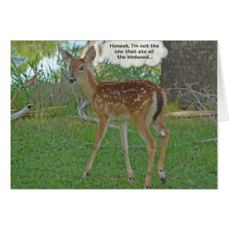 Deer denkt na over vogelzaad