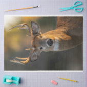 Deer Face Tissuepapier (Craft)