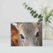 Deer Fawn Closeup Portret Briefkaart (Staand voorkant)