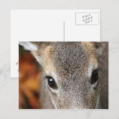 Deer Fawn Closeup Portret Briefkaart (Voorkant / Achterkant)