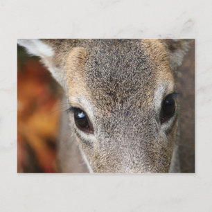 Deer Fawn Closeup Portret Briefkaart