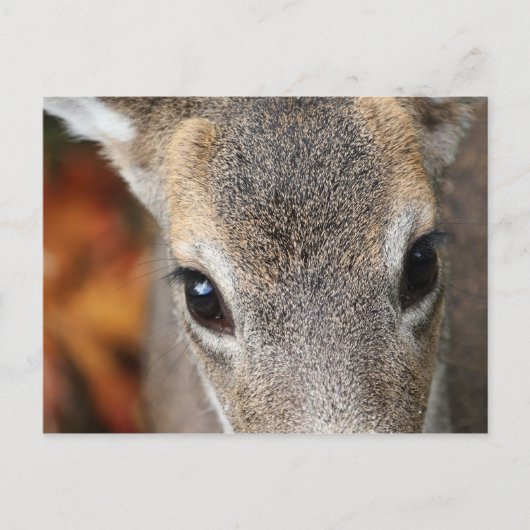 Deer Fawn Closeup Portret Briefkaart (Voorkant)
