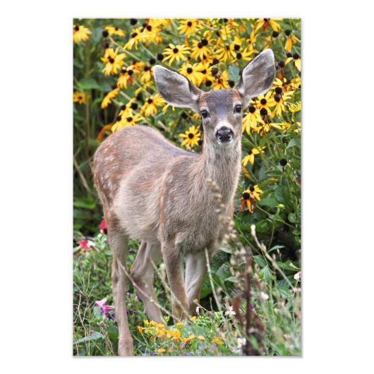 Deer Fawn in de bloemtuin Foto Afdruk (Voorkant)
