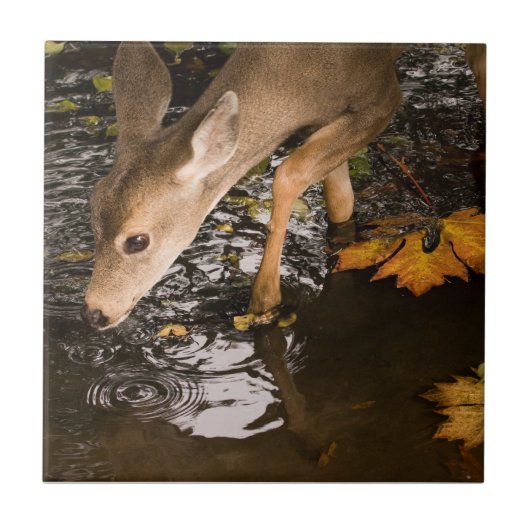 Deer Fawn in een Creek Tegeltje (Voorkant)