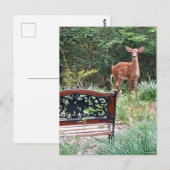 Deer Fawn in Grass Garden Foto Briefkaart (Voorkant / Achterkant)