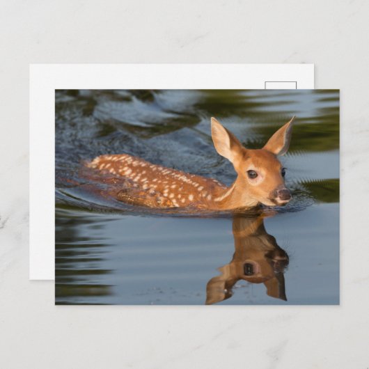 Deer Fawn | Minnesota Briefkaart (Voorkant / Achterkant)