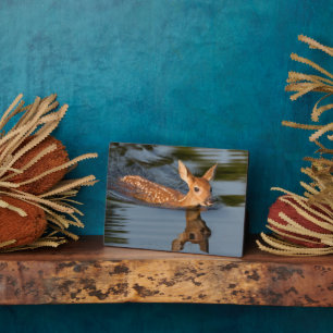 Deer Fawn   Minnesota Fotoplaat