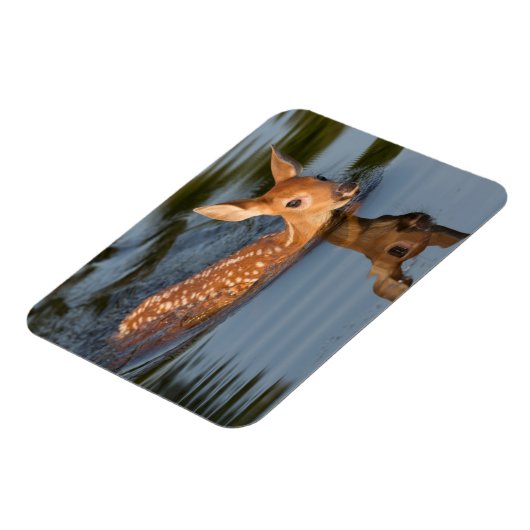 Deer Fawn | Minnesota Magneet (Linkerzijde)