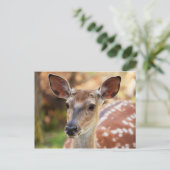 Deer Fawn Portret Briefkaart (Staand voorkant)