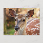 Deer Fawn Portret Briefkaart (Voorkant)