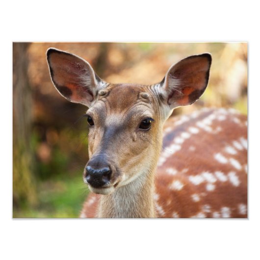 Deer Fawn Portret Foto Afdruk (Voorkant)