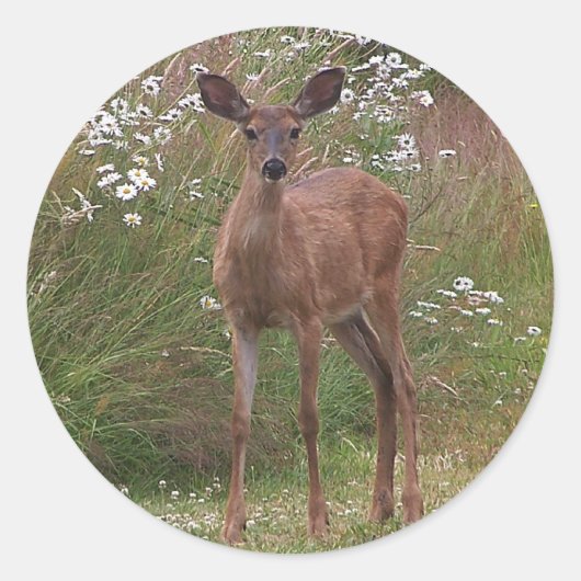 Deer Fawn Sticker (Voorkant)