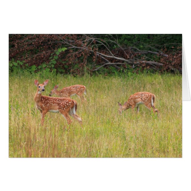 Deer Fawn Triplets (Voorkant Horizontaal)
