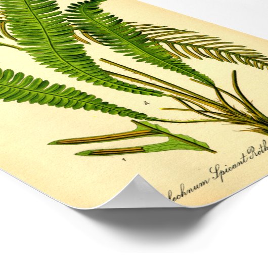 Deer Fern (Blechnum spicant) Poster (Hoek)