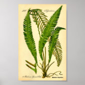Deer Fern (Blechnum spicant) Poster (Voorkant)