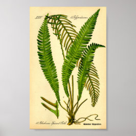 Deer Fern (Blechnum spicant) Poster