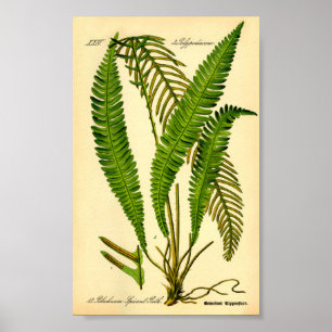 Deer Fern (Blechnum spicant) Poster