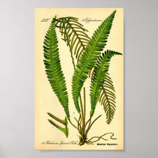 Deer Fern (Blechnum spicant) Poster (Voorkant)