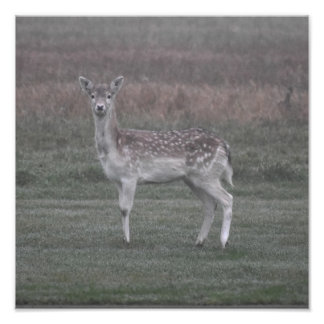 Deer Foto Afdruk