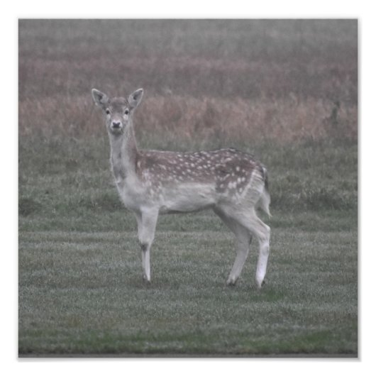 Deer Foto Afdruk (Voorkant)