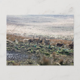 Deer grazing Lyme Park Briefkaart