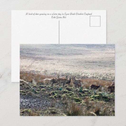 Deer grazing Lyme Park Briefkaart (Voorkant / Achterkant)